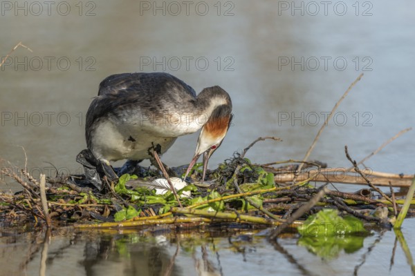 Great Crested Grebe (Podiceps cristatus) on its nest with two eggs. Bas-Rhin, Collectivite europeenne d'Alsace, Grand Est, France, Europe