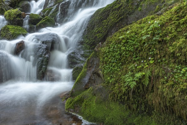 Fresh and beautiful waterfalls in a mountain torrent in spring. La Serva, Champ du feu, Vosges, Alsace, France, Europe