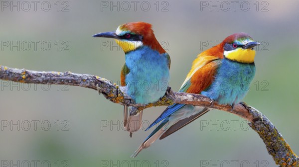 Bee-eater, Merops apiaster, Mediterranean Forest, Castilla y Leon, Spain, Europe