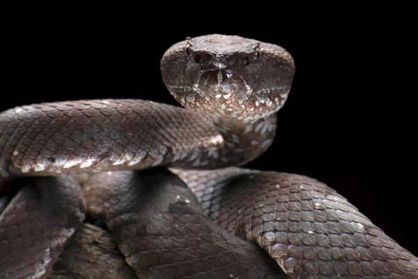 Flat nose pit viper in black background