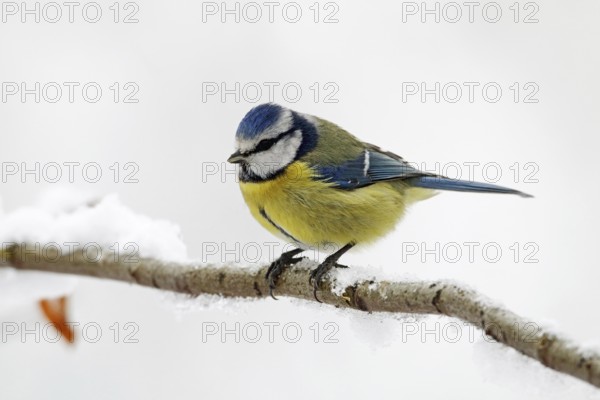 Blue tit, Cyanistes caeruleus, winter, snow
