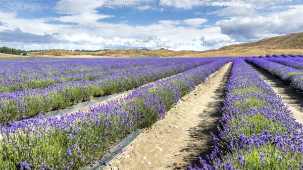 An image of a lavender field in New Zealand