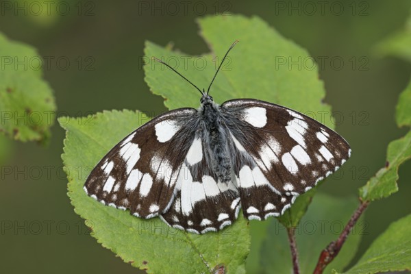 Chessboard, Butterfly, Melanargia galathea
