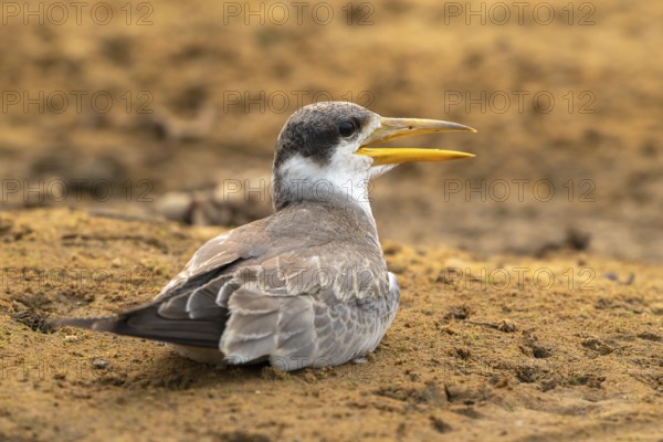 Large-billed Tern (Phaetusa simplex), Pantanal, inland, wetland, UNESCO Biosphere Reserve, World Heritage Site, wetland biotope, Mato Grosso, Brazil, South America