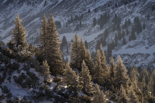 Kleinwalsertal in the Allgäu Alps in winter conifer trees in the early morning light