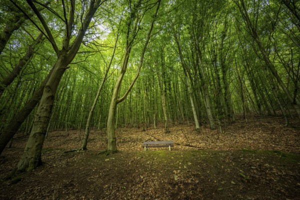 A peaceful forest with lush greenery and a lonely park bench under the canopy, mixed forest in Gelpetal, Wuppertal