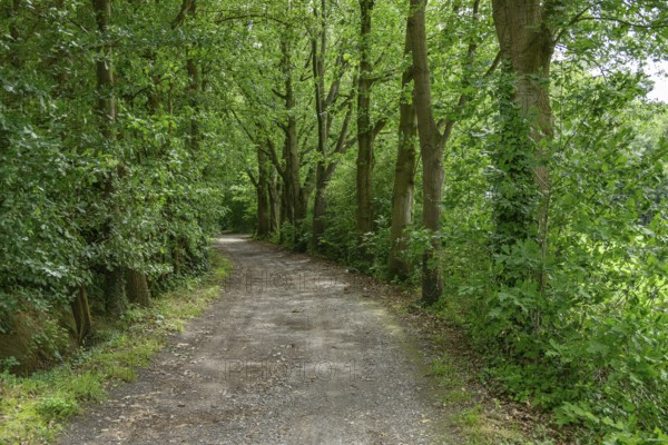 A narrow path leads through a green forest, surrounded by trees, burlo, münsterland, germany