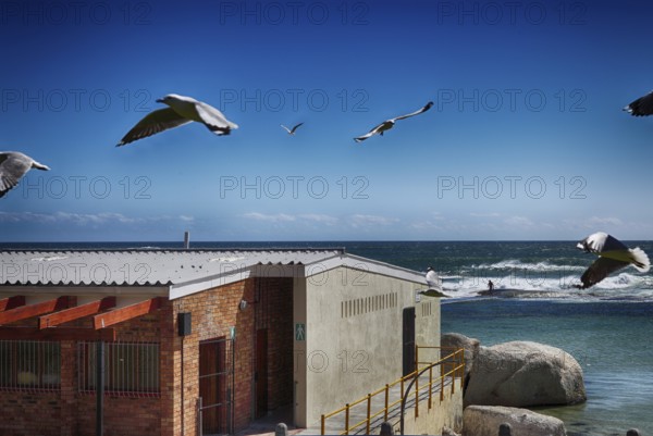 Seagulls over a beach hut in Cape Town, South Africa, Africa