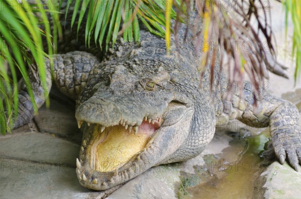Crocodile lies with open mouth under green leaves