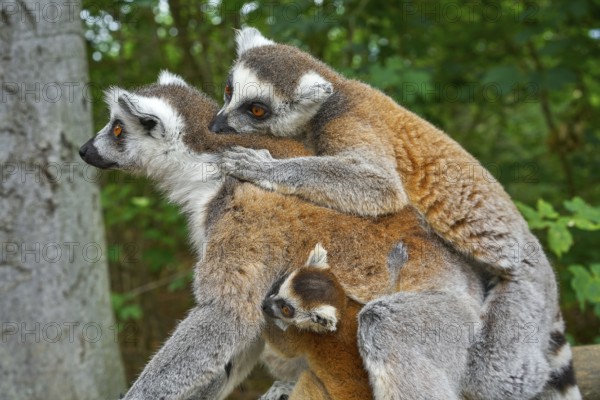 Ring tailed lemurs family outdoor forest