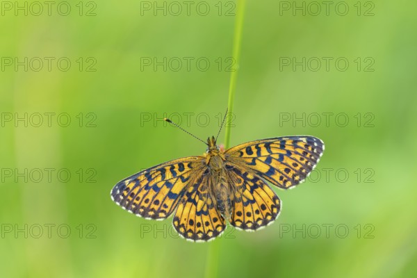 Small pearl-bordered fritillary, (Boloria selene), butterfly, butterfly, insect, macro, top view, Wadi Darbat, Salalah, Baden-Württemberg, Oman, Asia