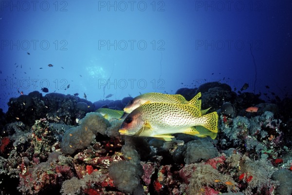 Red Sea sweetlips, Plectorhinchus gaterinus, Sudan, Africa, Red Sea, Africa