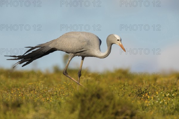 Paradise Crane, (Grus paradisea), (Anthropoides paradisea), Crane family, South Africa, Africa, Addo Elephant National Park, Addo, Western Cape, Africa