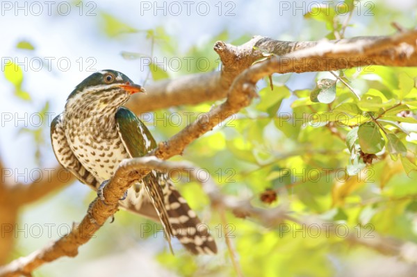 Golden cuckoo, Afrotropical species, family of golden cuckoos, cuckoo, (Chrysococcyx caprius), Wadi Darbat, Salalah, Dhofar, Oman, Asia