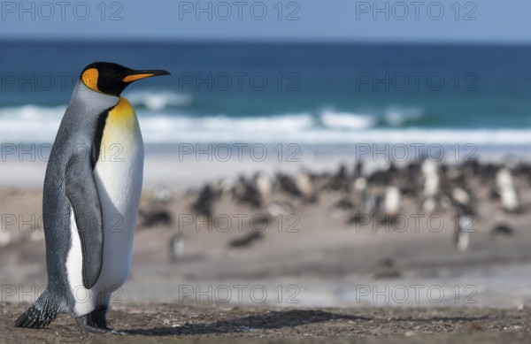 Animals, birds, penguins, a king penguin stands in front of a colony on the beach, (Aptenodytes patagonicus patagonicus) the Neck, Saunders Island, the Falklands