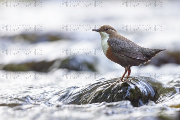 White-throated Dipper, (Cinclus cinclus), foraging at a mountain stream, animals, birds, blackbirds, biotope, habitat, Slovenska Bistrica area, Slovenska Bistrica, Podravska, Slovenia, Europe
