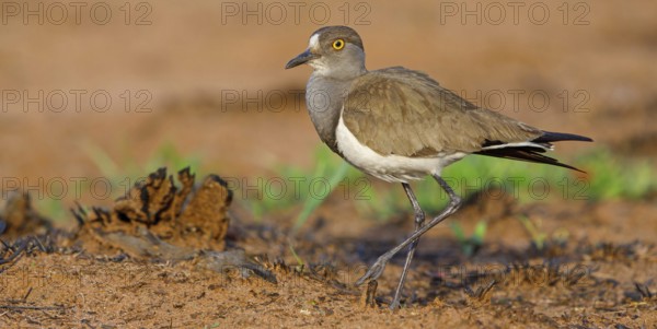 Lapwing (Vanellus lugubris), animals, birds, biotope, habitat, foraging, wader, plover family, Mkuze Game Reserve, Mkuze, KwaZulu-Natal, S¸dafrica