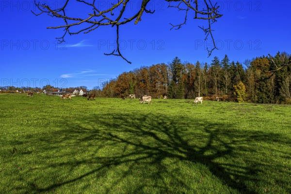 Grazing cows in a pasture with the shade of a tree in autumn, Leimbach, Thurgau, Switzerland, Europe