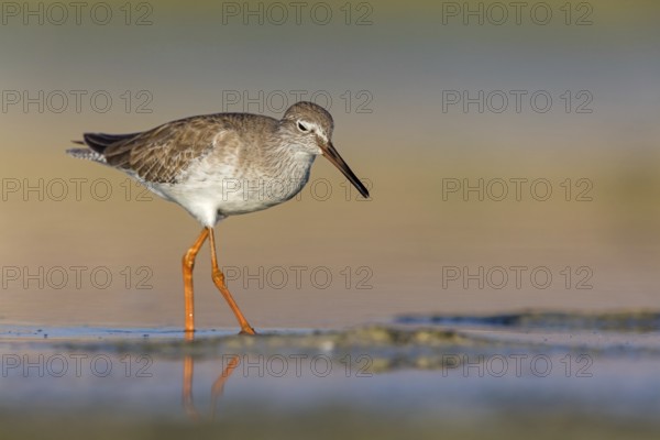 Redshank, (Tringa totanus), Animals, Birds, Snipe family, Raysut, Salalah, Sohar, Oman, Asia