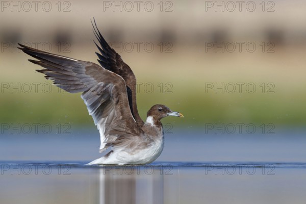 Hemprich's Gull, (Ichthyaetus hemprichii), (Larus hemprichii), Fish Eagle Gull Salalah, Raysut, Dhofar, Oman, Asia