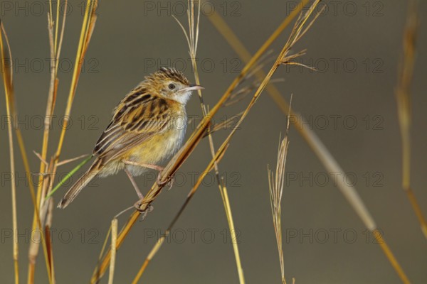 Cisticola, (isticola juncidis), animals, bird, songbird, perching, Midmar Nature Reserve, Howick, KwaZulu-Natal, South Africa, Africa