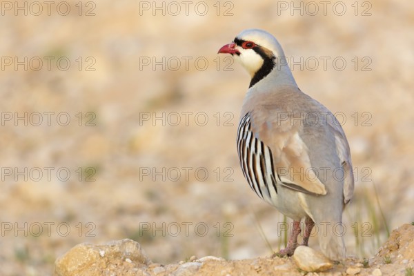 Chukar partridge, chukar, (Alectoris chukar), animals, birds, chukar partridge, pheasant family, chicken, biotope, habitat, foraging, Middle East, Israel, Asia