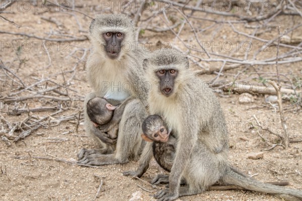 Two Vervet monkeys with two babies in the Kruger National Park, South Africa, Africa