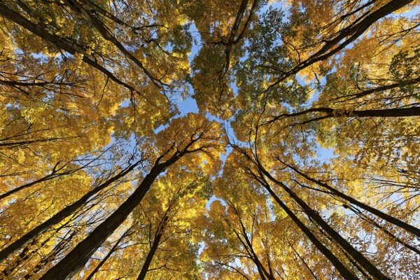 Nature, autumnal forest, view from below into the tree tops, Province of Quebec, Canada, North America