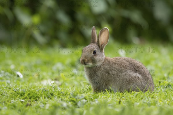 Wild rabbit in the grass, listening (Oryctolagus cuniculus)