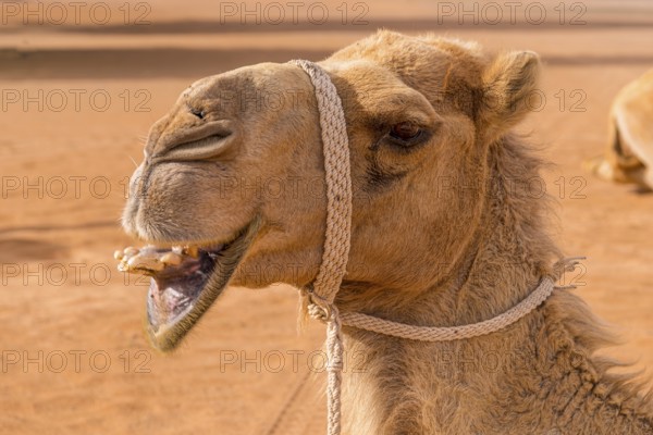Oman Dromedary (Camelus Dromedarius)