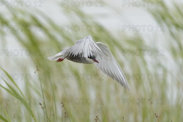 White-bearded Tern (Chlidonias hybrida)