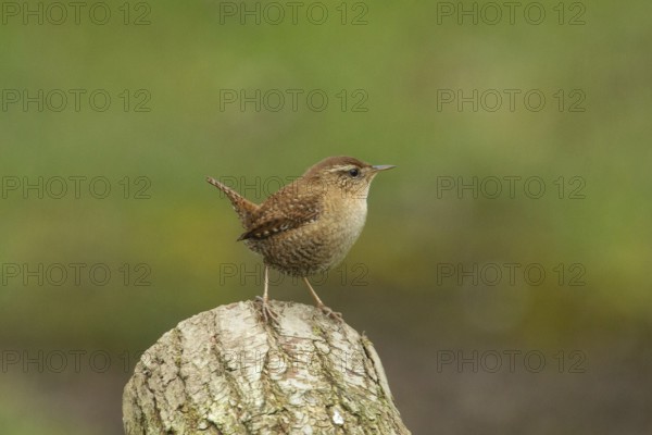 Wren (Troglodytes troglodytes)
