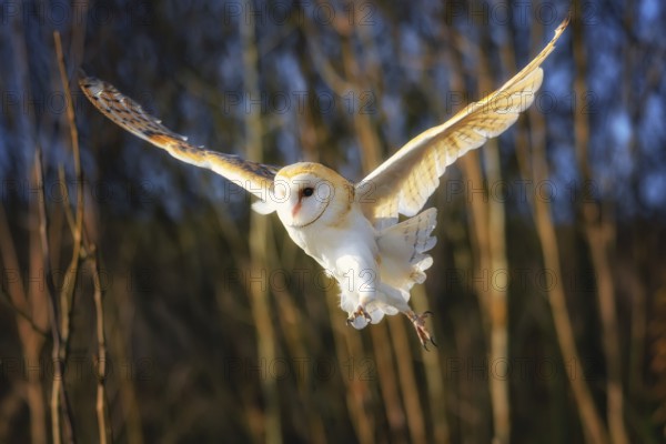 Portrait of a barn owl in the forest background