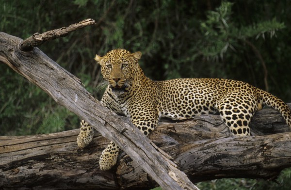 Leopard (Panthera pardus)