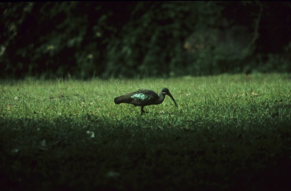 Glossy ibis (Plegadis falcinellus)