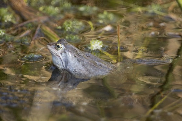 Moor frog (Rana arvalis)