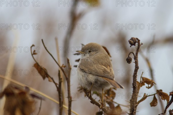 Desert warbler in the bushes on Heligoland (Sylvia nana)