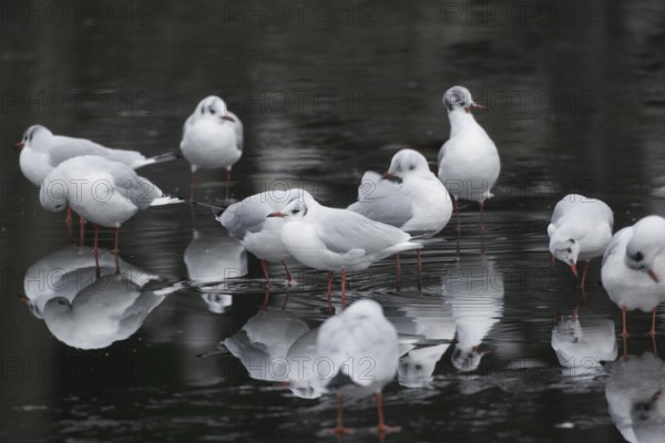 Black-headed Black-headed Gull (Chroicocephalus ridibundus)