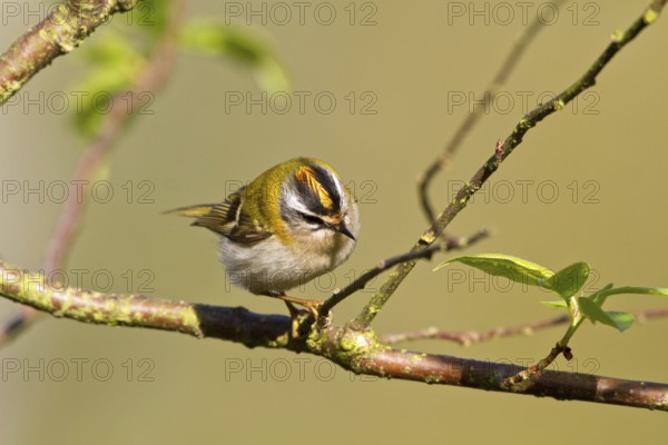 Goldcrest (Regulus ignicapillus)