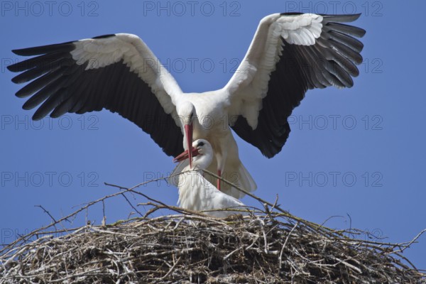 White stork (Ciconia ciconia)