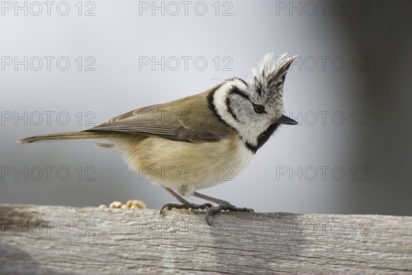 Crested Tit (Parus cristatus)