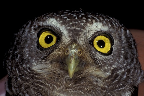 Pearl-billed Owl (Glaucidium perlatum)