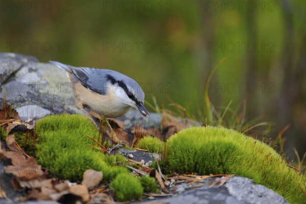 Nuthatch (Sitta europaea)