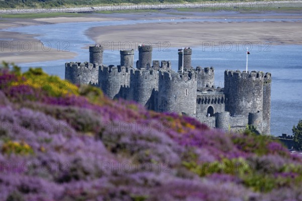 View from the mountains to Conwy Castle, ruins of the medieval castle on the river Conwy with surrounding hills and town, in the foreground purple flowering heather (Erica), Conwy, County Gwynedd, Wales, Great Britain