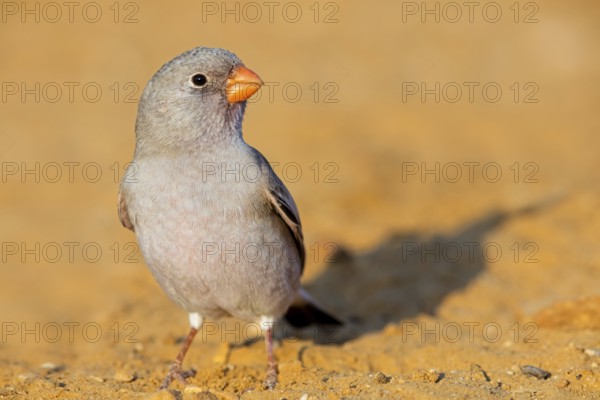 Desert Finch, Finch Family, Finch, Trumpeter Finch, (Rhodopechys githaginea), Roselin githagine, Bouvreuil githagine, Camachuelo Trompetero, Celias Waterhole, Ezuz, HaDarom, Israel, Asia
