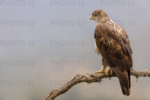Bonelli's eagle, (Hieraaetus fasciatu), animals, birds, birds of prey, hawk family, perch, biotope, habitat, Sierra de San Pedro, Herreruela, Extremadura, Spain, Europe