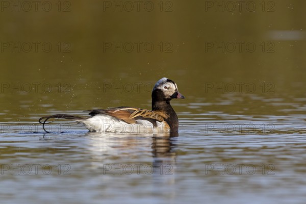 Ferruginous Duck, (Clangula hyemalis), animals, birds, ducks, duck birds, Varanger, Finnmark, Norway, Europe