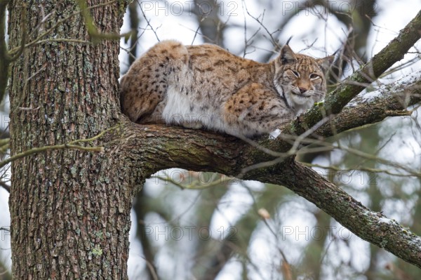 Eurasian Lynx, Eurasian Lynx, (Lynx lynx), animals, mammals, portrait, Kaiserslautern Wildlife Park, Kaiserslautern, Rhineland-Palatinate, Federal Republic of Germany