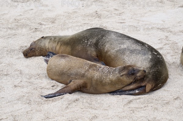 Galápagos sea lions (Zalophus wollebaeki), eared seals, mother with her pup, pup, sleeping on the beach, Playa Carola, near Puerto Baquerizo Moreno, Isla San Cristóbal, Chatham, Galapagos, Galapagos Islands, Galápagos Islands, Islas Galápagos, Ecuador, South America