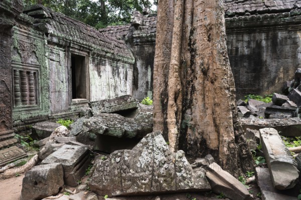 The Bohdi tree takes possession of the enchanted temple city, jungle temple, mystical, Ta Prohm, Buddhist temple complex, UNESCO World Heritage Site, Angkor Wat, Siem Reap, Cambodia, Southeast Asia, AsiaBuddhist holy statue, Asia
